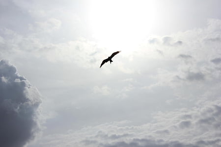 preto, pássaro, mar, nuvens, dia, aves, asas