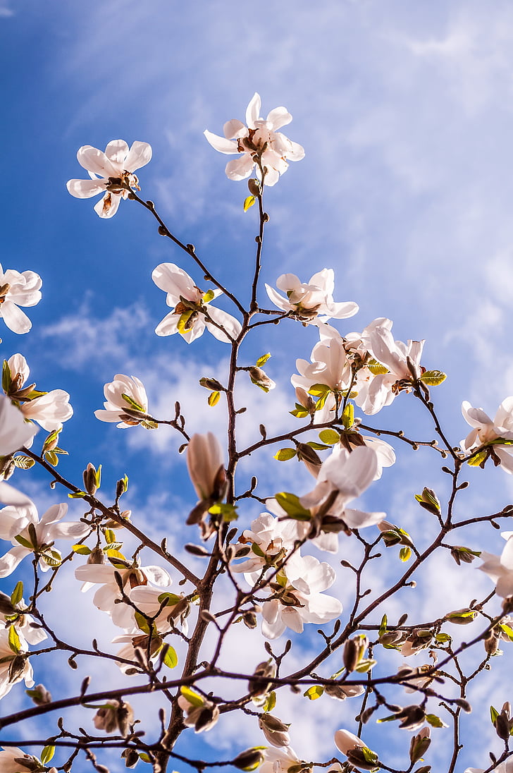 Magnolia, kvety, jar, bud, strom, ružová, plnom kvete