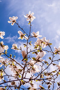 Magnolia, kukat, kevään, Bud, puu, vaaleanpunainen, täydessä kukassa