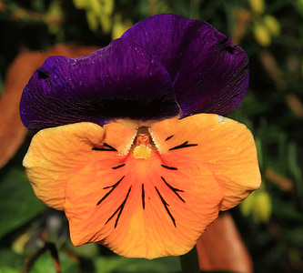 Pansija, puķe, zieds, Bloom, oranža, purpursarkana, violaceae, RANUNCULACEAE