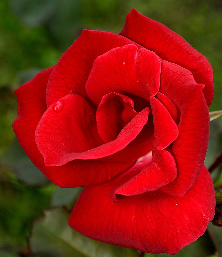 Rosa, vermell, flor, bellesa, floral, natura, verd