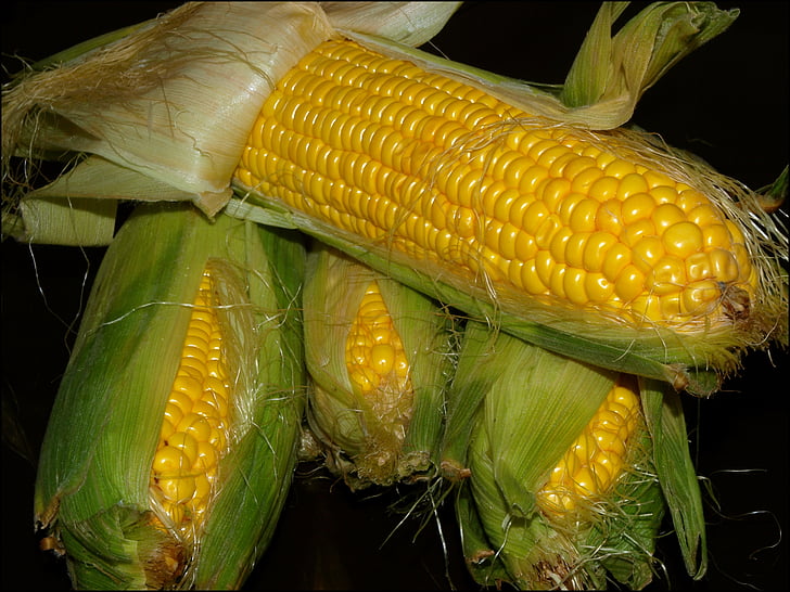 kukurūzų, ausies, derliaus, geltona, closeup, maisto, žemės ūkis