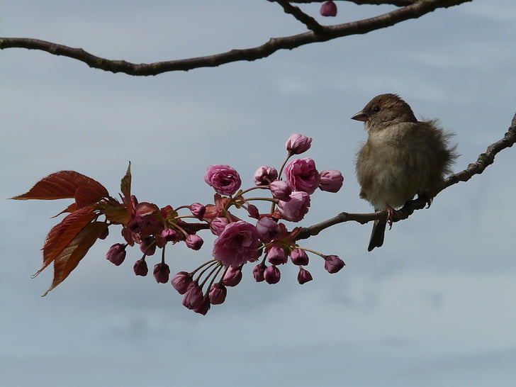 bird, branch, sit, sparrow, sperling, junvogel, fluffed up