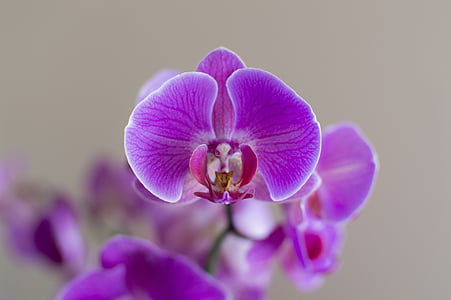 Orchis, Blume, Anlage, Makro, violett, Blumenzimmer, die Blütenblätter