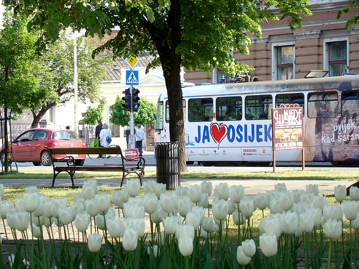 Osijek, Chorvatsko, tramvaj, město, ulice, tulipány, tramvaj