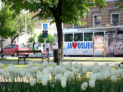 Osijek, Kroatia, raitiovaunu, City, Street, tulppaanit, raitiovaunu