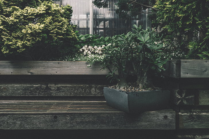 bench, garden, plants, pot plant, wood