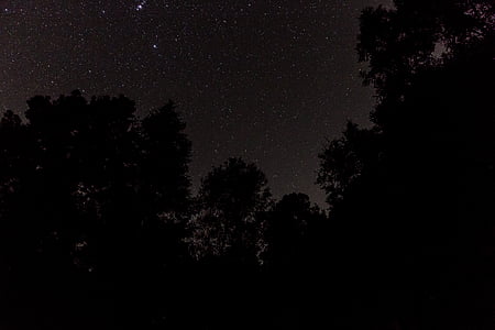 stary, sky, tree, silhouette, night, no people, tranquility