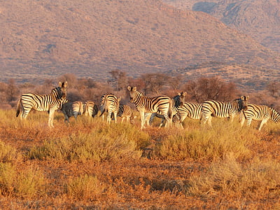 Zebra, animale, turma, păşuni, savana, sălbatice, Africa