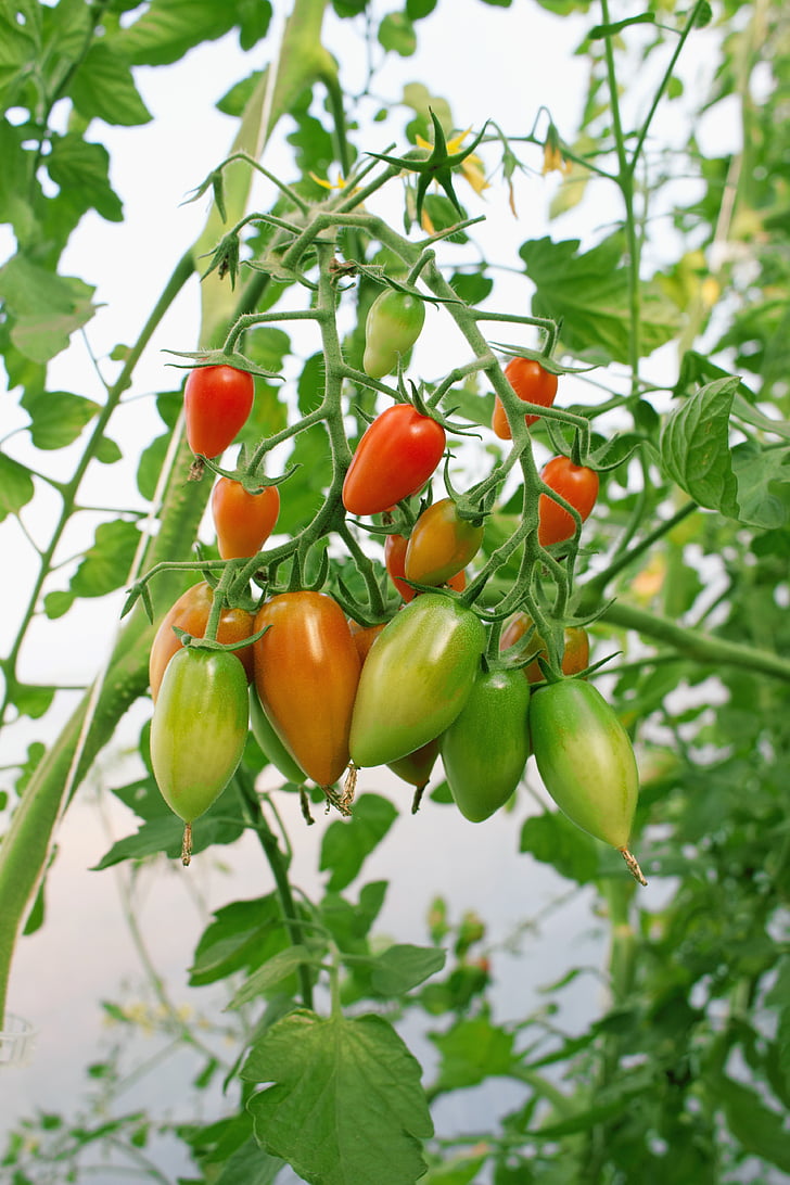 tomāti, nachtschattengewächs, tomatenrispe, tomātu audzēšana, dārzeņu audzēšanas, Bušs, pārtika