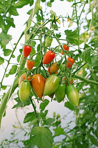 tomater, nachtschattengewächs, tomatenrispe, tomat avl, vegetabilsk vokser, Bush, mad