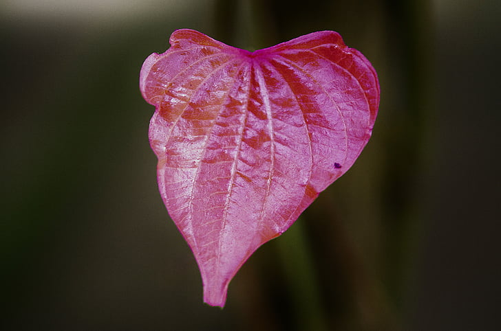 лист, листя, барвистий, макрос, рослина листя, фоновому режимі, рожевий