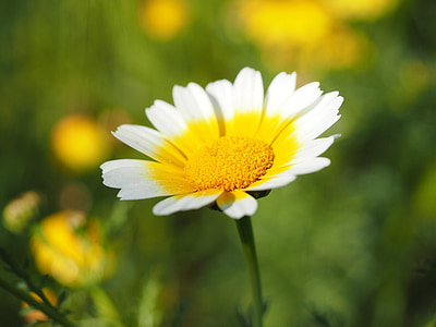 Calèndula Corona, flors, flor, groc, blanc, glebionis coronarian, compòsits