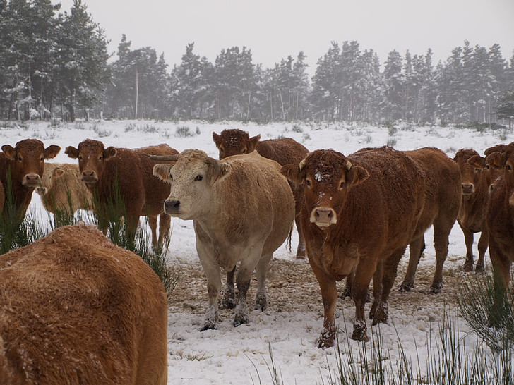 cow, herd, cattle, field, agriculture, animals, snow