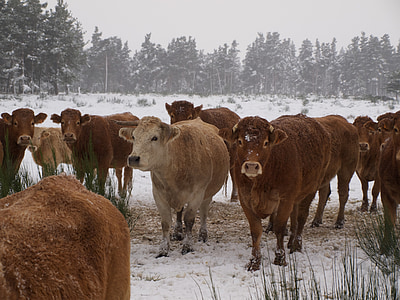 krava, stádo, hovädzí dobytok, pole, poľnohospodárstvo, zvieratá, sneh