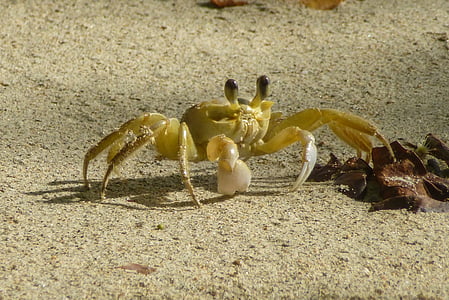 crab, beach, sea, nature, public record, sand beach, sea animal