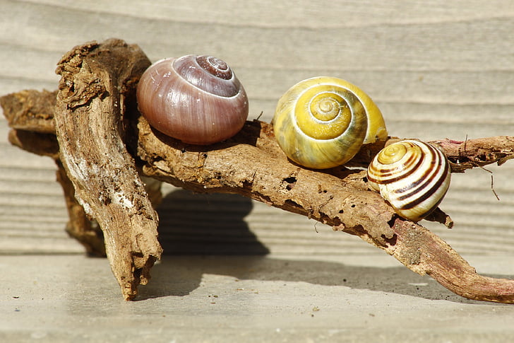 snails, shell, wood, nature, slowly, snail shells, branch