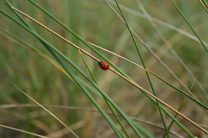 Marienkäfer, Reed, Grass, Natur, Gräser, Landschaft, Rest