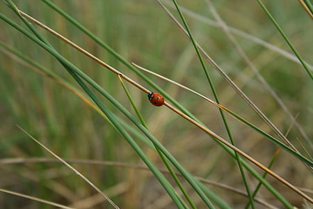 ladybug, reed, grass, nature, grasses, landscape, rest