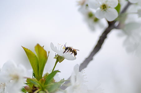 medu, čebela, narave, makro, insektov, rumena, živali