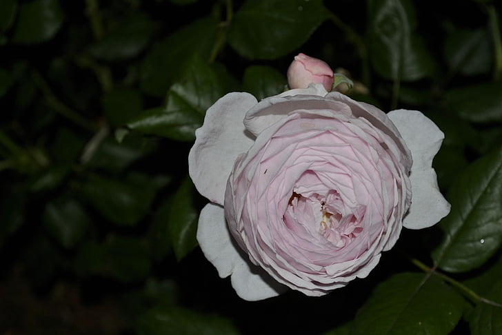 Rosa blanca, jardí, primavera
