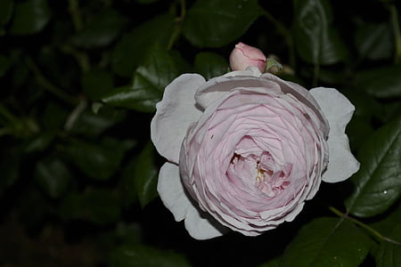 rosa hvit, hage, våren