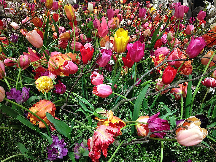 tefaf, tulipani, cvijeće