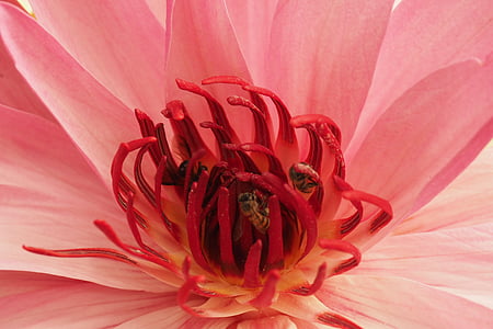sacred lotus, bodh gaya, india, bodhi tree, flower, petal, plant