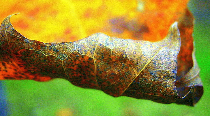 folha, folha de outono, colorido, natureza, Outono, planos de fundo, close-up