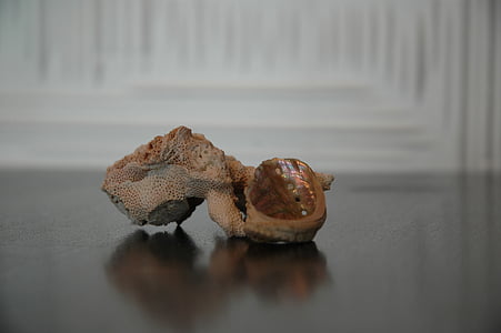 shell, Clam, schaal-en schelpdieren, mooie foto