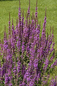 plant, purple, inflorescence, bush, flowers, flower, flora