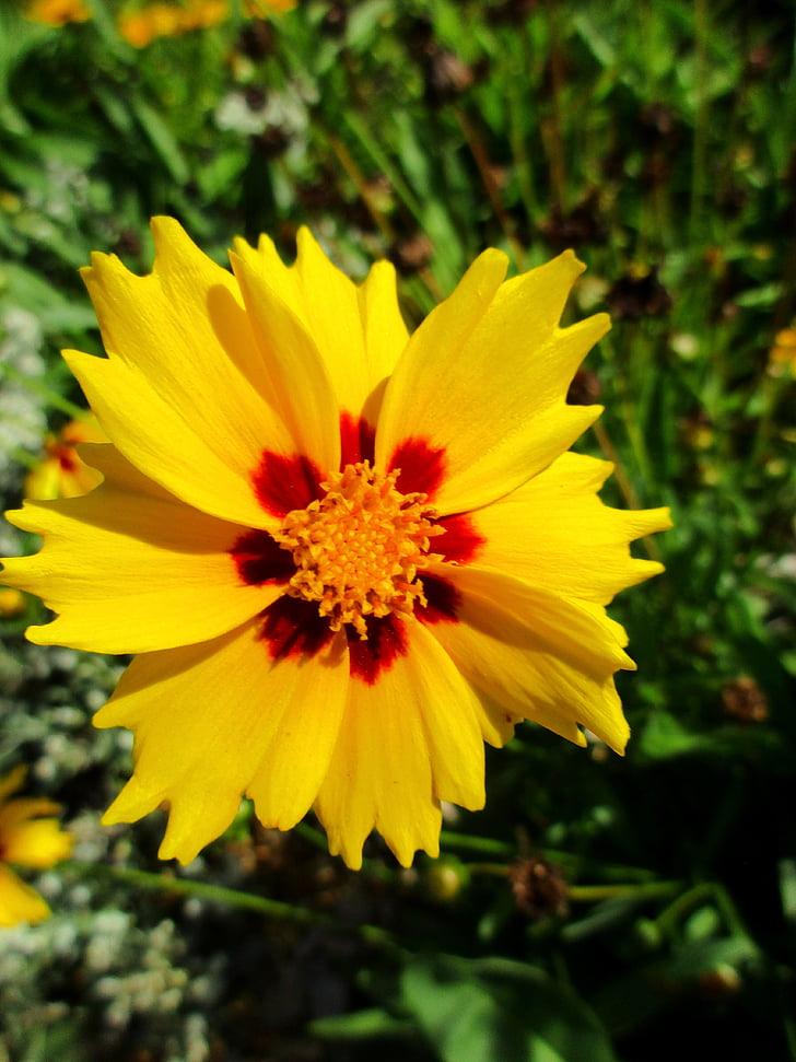 μεγάλα floral κοριτσιού μάτι, Κίτρινο, άνθος, άνθιση, λουλούδι, Asteraceae, σύνθετα υλικά