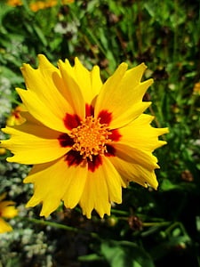 suuri kukka tyttö silmä, keltainen, Blossom, Bloom, kukka, Asteraceae, komposiitit