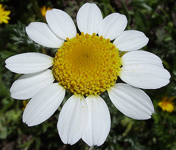 flower, macro, white, yellow, blossom, bloom, petals
