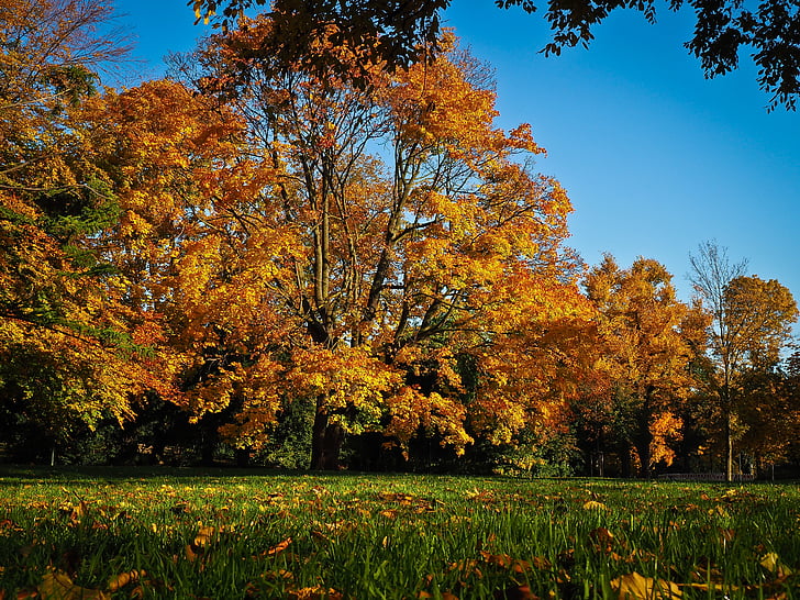 Outono, folhas, Outono dourado, folhagem de outono, dourado, natureza, cores de outono