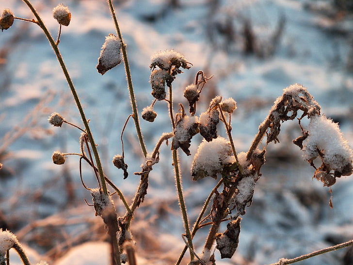 frozen plants, plants, winter, snow, ice, frost, light
