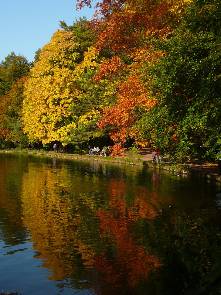езеро, отражение, вода, Есен, Есен, зеленина, природата