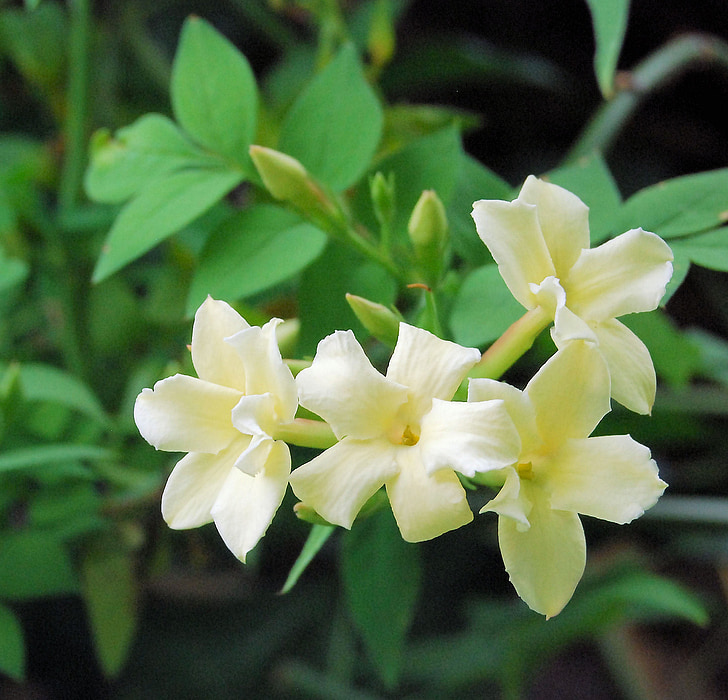jasmine, fragrance, flower, yellow, blossom, garden, close-up