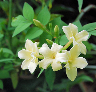 Jasmine, vôňa, kvet, žltá, kvet, Záhrada, detail