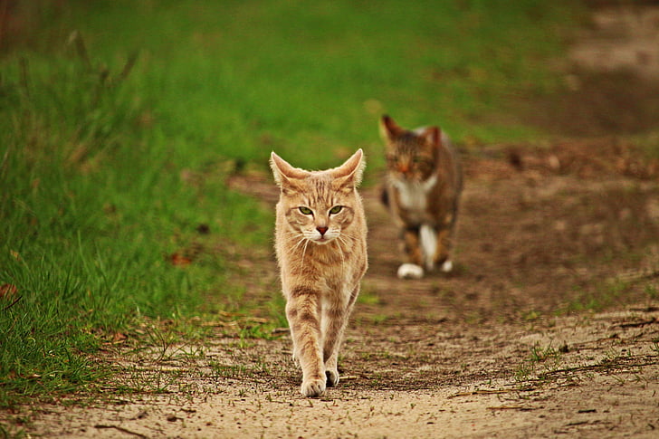 кішка, mieze, Скумбрія Таббах, трава, від готелю, Природа, домашньої кішки