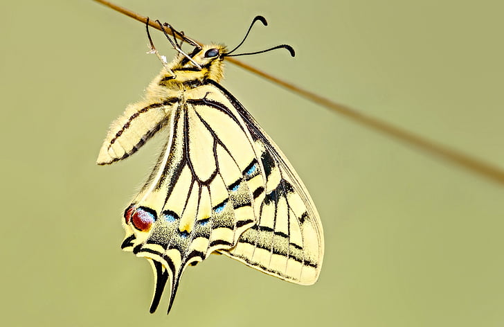 papallona, cua d'Oreneta, macro, insecte, natura, ales, colors