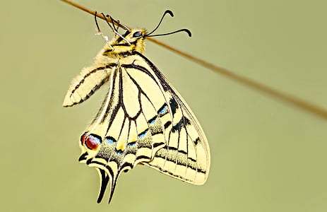 papillon, machaon, macro, insecte, nature, ailes, coloré