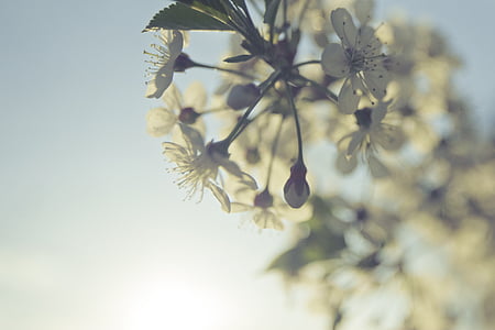 nature, light, cherry, flower, background, desktop, branch