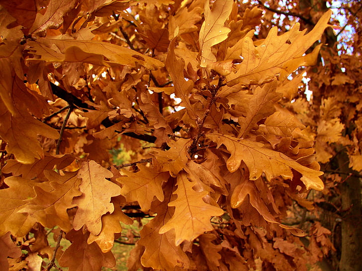 дъб, листа, дърво, Есен, дъбови листа, Есенни листа, клон