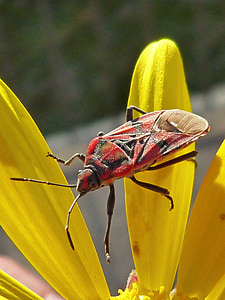bug, insect, red, libar, daisy, yellow flower