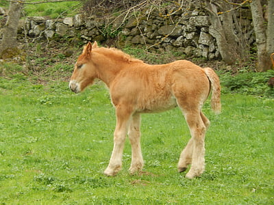 foal, ทุ่งหญ้า, ม้า