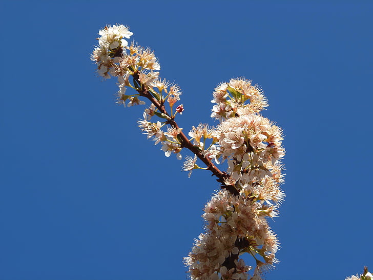 pear blossom, flowers, peral, sky, fruit, nature, field
