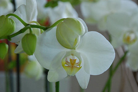 orquídia, blanc, flor, planta, flor, flor, natura