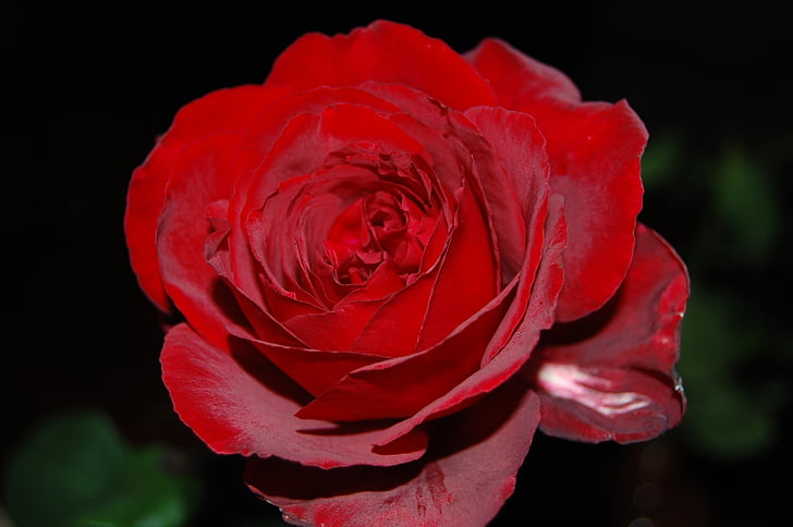 flower, rose, plant, red, blossom, bloom, garden roses