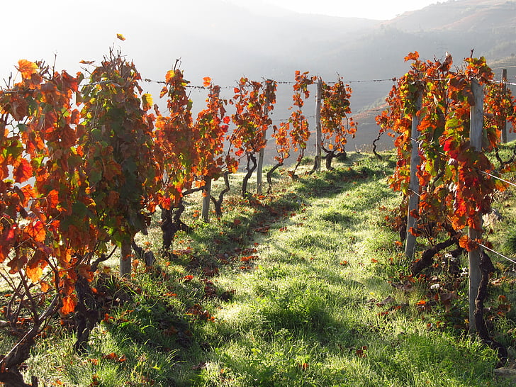 Portugal, anggur, Douro, kebun anggur, Lembah, pemandangan, alam